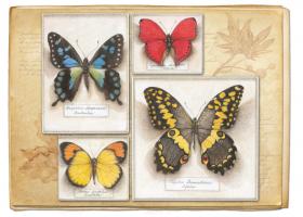 Butterfly Specimen C #87464
