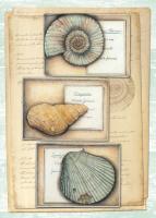 Fossil Specimen A #87471