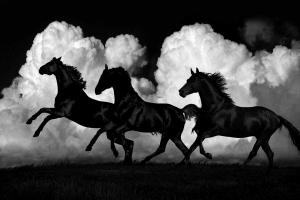 Wild Horses #SCT115298