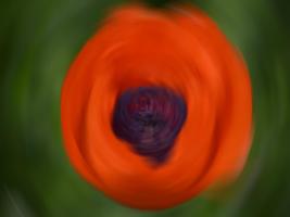 Orange Poppy #SK113946