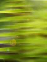 Abstract green flora #SK113956