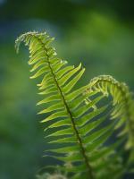 Garden Fern #SK113957