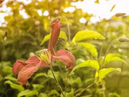 Summertime Clematis #SK113958