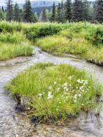 Alaska marshland #SK113964