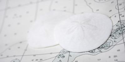 Nautical sand dollars #SK113970 Nautical sand dollars #SK113970