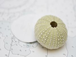Nautical Urchin #SK113973 Nautical Urchin #SK113973