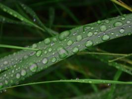 Rain drop beach grass #SK113975 Rain drop beach grass #SK113975