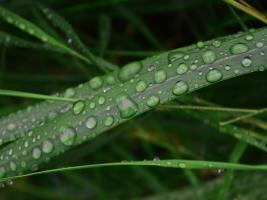 Rain drop beach grass #SK113975