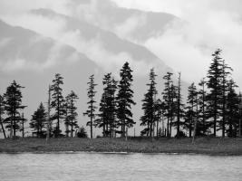 Pines #SK113978 Pines #SK113978