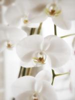 White Orchids #SK113993 White Orchids #SK113993
