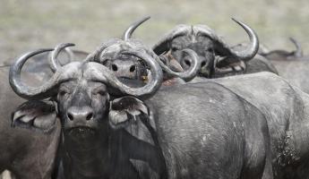 Cape Buffalos and Friend #SN111960