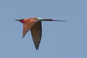 Carmine Bee Eater #SN111961