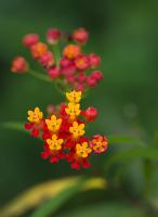 Flowers from Guatemala #SN111974