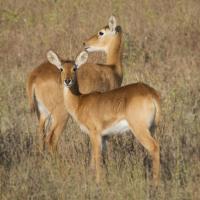 Puku - Zambia #SN111999 Puku - Zambia #SN111999
