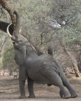Reaching Elephant - Mana Pools #SN112000