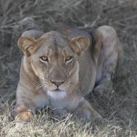 Lioness #SN112006