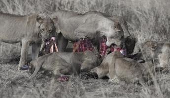 South Luangwa Lions #SN112010