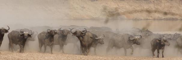 Spooked Buffalo #SN112013 Spooked Buffalo #SN112013