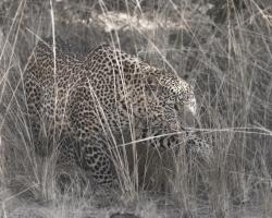 Stalking Leopard #SN112014 Stalking Leopard #SN112014