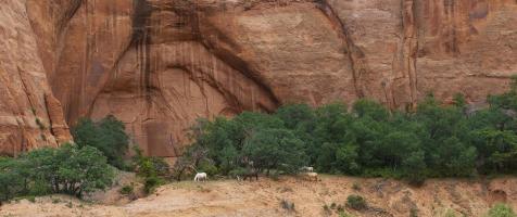 Wild Horses at Keet Seel #SN112023