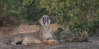Yawning Lion - Zimbabwe #SN112024