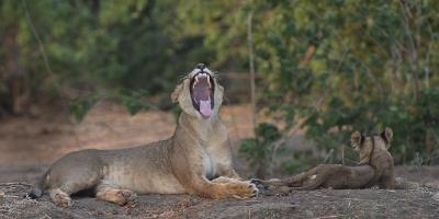 Yawning Lion - Zimbabwe #SN112024 Yawning Lion - Zimbabwe #SN112024