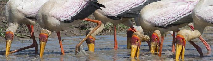 Yellow Billed Storks Fishing #SN112027 Yellow Billed Storks Fishing #SN112027