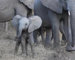 Young Elephant #SN112028 Young Elephant #SN112028
