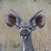 Young Kudu #SN112029 Young Kudu #SN112029