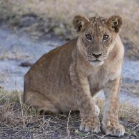 Young Lion - Zambia #SN112031 Young Lion - Zambia #SN112031