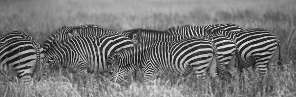 Zebra Patterns #SN112033