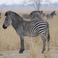 Zebras at a Glance #SN112034