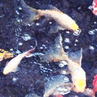 Koi 4 #83837 Koi 4 #83837