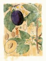 Prunus Domestica #86942