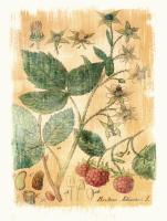 Rubus Jdaeus #86943