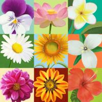 Floral and Botanical 9 UP #91727 Floral and Botanical 9 UP #91727
