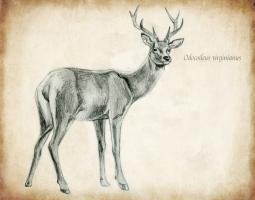 Scientific Deer Sketch 1 #98980
