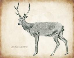 Scientific Deer Sketch 2 #98981