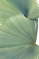 Contemporary Palm Leaves 3 #99511