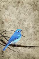 Blue Bird #100389