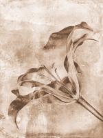 Sepia Flower Inversions 3 #102219