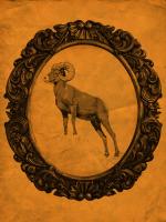 Framed Bighorn Sheep in Tangerine #89810