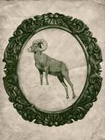Framed Bighorn Sheep in Evergreen #89832