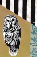 Barred Owl - Recolor #102845