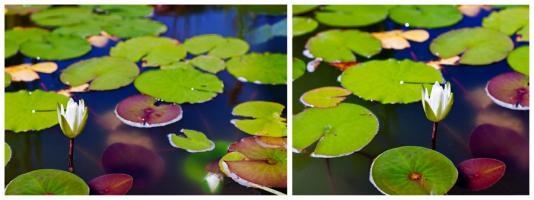Waterlilies #84001 Waterlilies #84001
