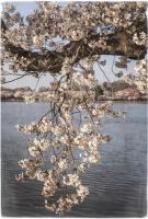 Cherry Blossoms 4 #92265