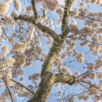 Cherry Blossoms 12 #92273