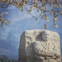 Cherry Blossoms Martin Luther King Monument #92275