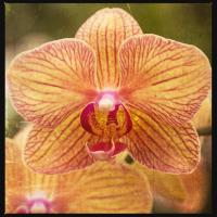 Gold Orchid #92410