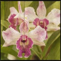 Pink Orchid Trio #92411